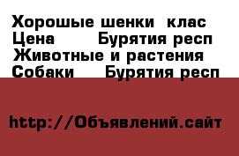 Хорошые шенки  клас › Цена ­ 1 - Бурятия респ. Животные и растения » Собаки   . Бурятия респ.